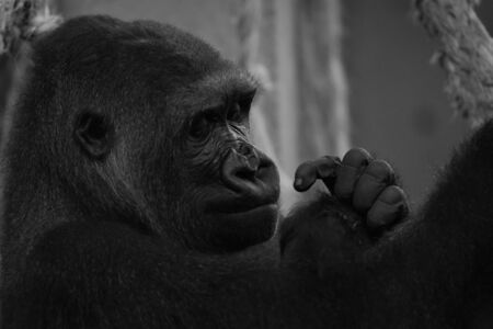 Mono close-up of gorilla head and handsの写真素材