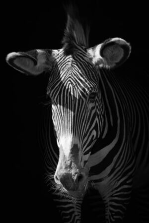 Mono close-up of Grevy zebra in darknessの写真素材