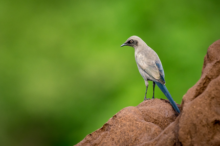 Ashy starling on side of termite moundの写真素材