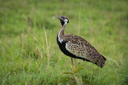 Black-bellied bustard with lifted head in grassの写真素材