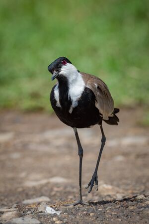Blacksmith plover with cocked head lifting footの写真素材