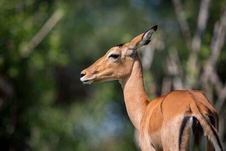 Close-up of female impala with head turnedの写真素材