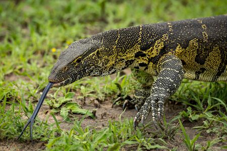 Close-up of monitor lizard flicking tongue out