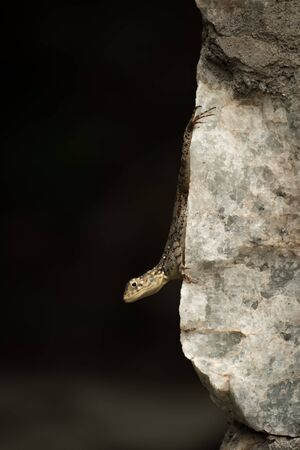 Female agama lizard clinging to stone wall