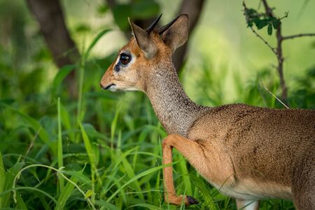 Close-up of Kirk dik-dik lifting front legの写真素材