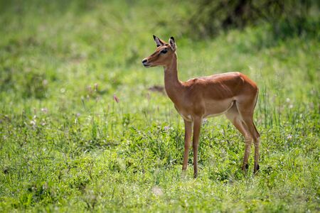 Female impala stands staring in long grassの写真素材