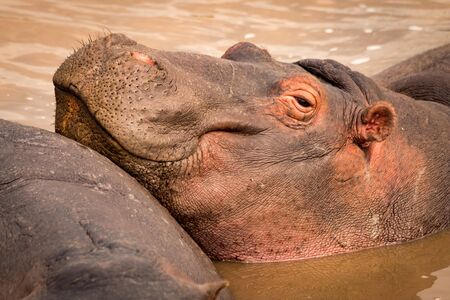 Close-up of smiling hippopotamus resting in poolの写真素材