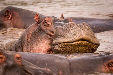 Close-up of hippopotamus resting head on another