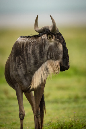 Close-up of white-bearded wildebeest standing head turnedの写真素材