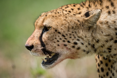 Close-up of cheetah walking with bloody mouthの写真素材