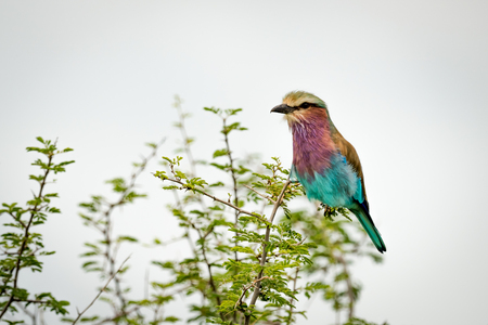 Lilac-breasted roller perches on branch of bushの写真素材
