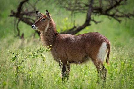 Female waterbuck in profile on grassy plainの写真素材