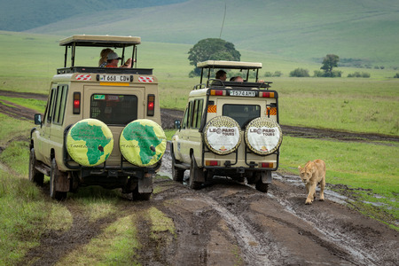 Lioness on muddy grass meadow passes jeepsのeditorial素材