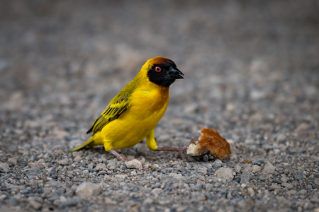 Masked weaver bird on gravel with crustの写真素材