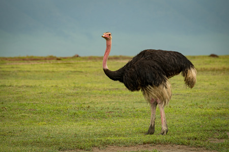 Male ostrich on grassland looks at cameraの写真素材