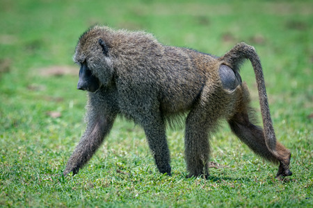 Male olive baboon crosses grassland in sunshineの写真素材