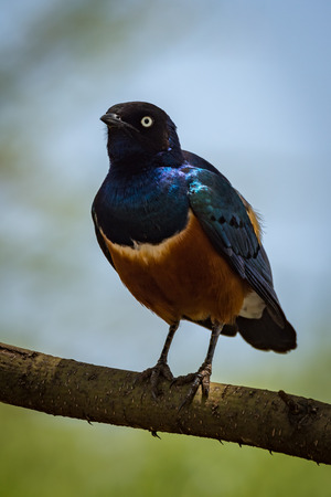 Superb starling perched on branch facing cameraの写真素材