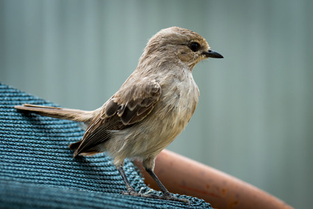 Pale flycatcher perched on sunshade facing rightの写真素材