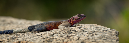 Panorama of male agama lizard in close-upの写真素材