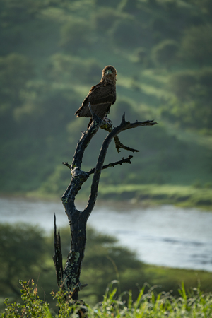 Tawny eagle facing camera with river behindの写真素材