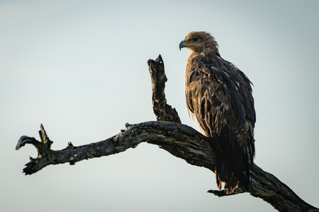 Tawny eagle in profile on dead branchの写真素材