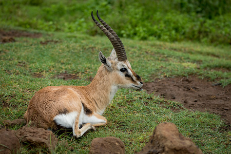 Thomson gazelle lying on grass looking right