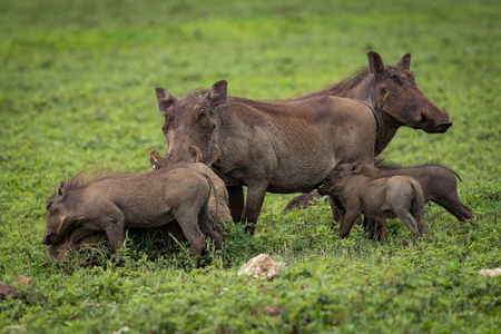 Warthog babies suckling from mother on savannahの写真素材