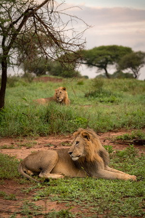 Two male lions lying in grassy clearingの写真素材