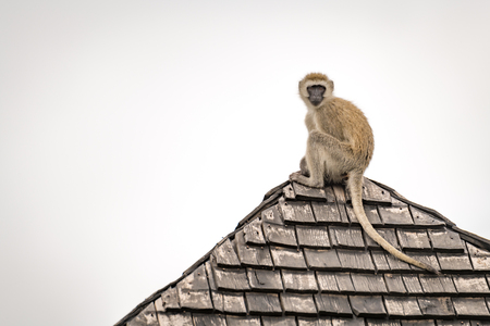 Vervet monkey looks around from tiled rooftopの写真素材
