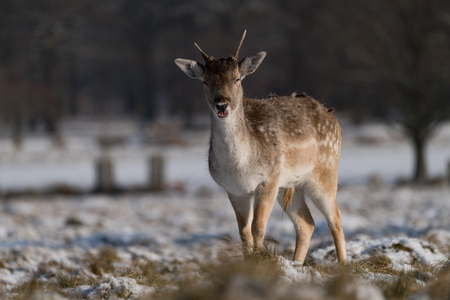 Fallow deer fawn stands in snowy parkの写真素材