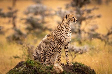 Cheetah and cub sit on grassy mound