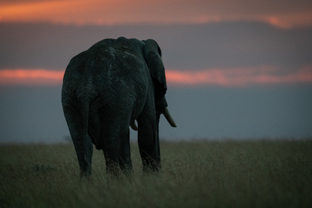 African elephant in long grass at sunsetの写真素材