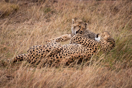 Cheetah and cub play fighting in grassの写真素材