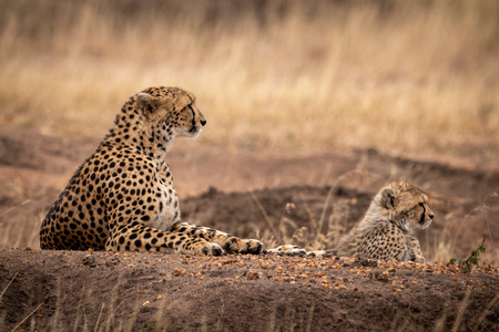 Cheetah and cub lie on dirt moundの写真素材
