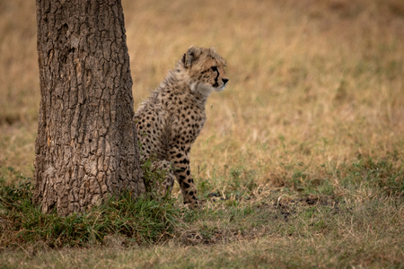 Cheetah cub sits behind tree facing rightの写真素材