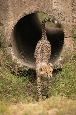 Cheetah cub steps out of concrete pipeの写真素材