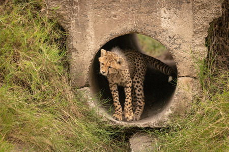 Cheetah cub stands in pipe twisting headの写真素材