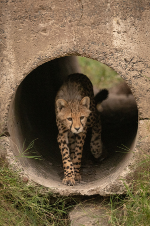 Cheetah cub walks through pipe towards grassの写真素材