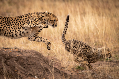 Cheetah jumps down earth bank after cub