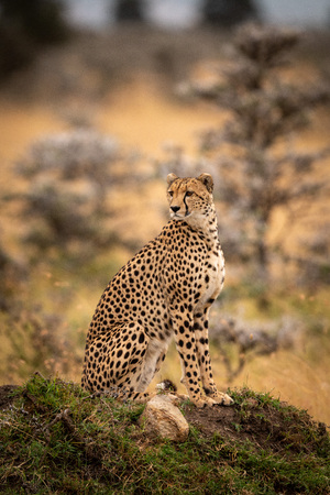 Cheetah sits on grassy mound looking roundの写真素材