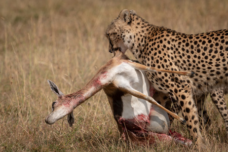 Cheetah pulls Thomson gazelle through long grassの写真素材