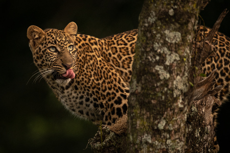 Leopard licks lips on branch looking upの写真素材