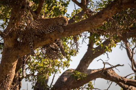 Leopard lies in shade on high branch