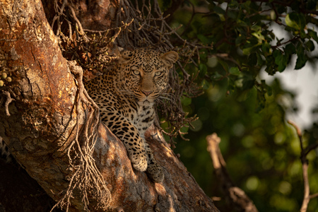 Leopard lies in tree looking at cameraの写真素材