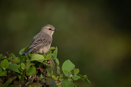 Grey-backed shrike eyeing camera perched on branchの写真素材