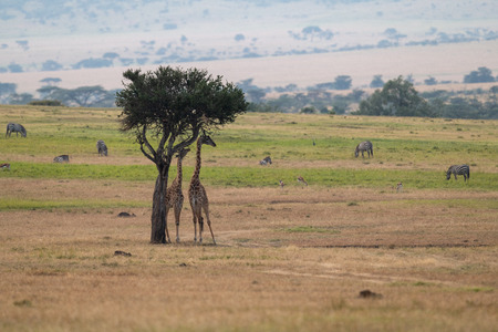 Giraffe browsing tree near gazelle and zebraの写真素材