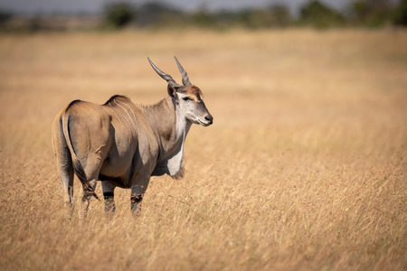 Eland standing in long grass looks roundの写真素材