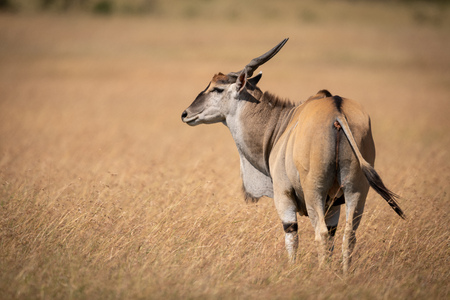 Eland standing in long grass turns headの写真素材