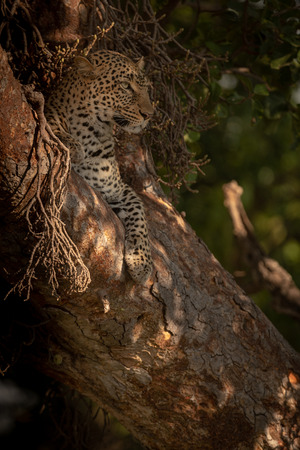 Leopard lies in tree looking out watchfullyの写真素材
