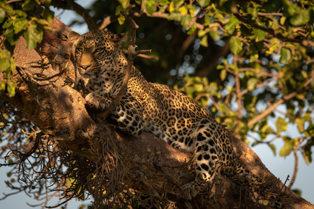 Leopard lies in dappled sunlight on branchの写真素材